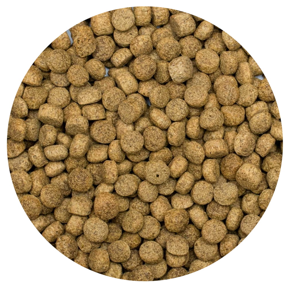 KOI silkworm L.jpg